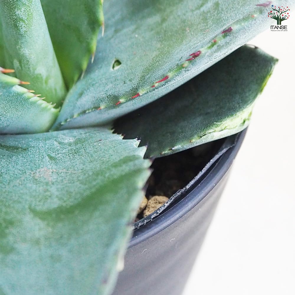 Amazon｜ITANSE アガベ アメリカーナ トリマン・ブルー 3.5号 1